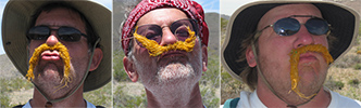 Dodder Moustaches