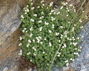 Roundleaf Phacelia in wall