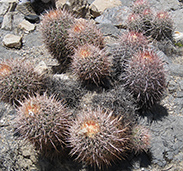 Barrel Cactus