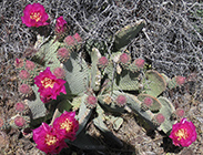 Beavertail Cactus