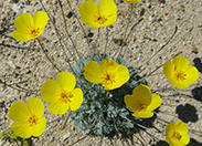 Desert Gold Poppy