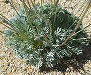 Desert Gold Poppy