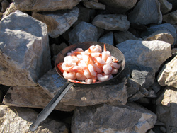 Shrimp Thawing