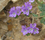 Notch-leaved Phaecelia