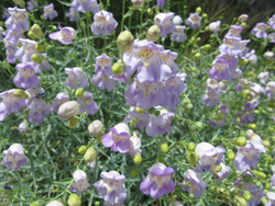 Death Valley Beardtongue