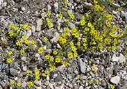 Yellow Flowers