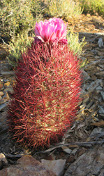 Glowing cactus