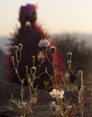 Evening plants