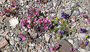 Bigelow Monkeyflower, Desert Lupine, White Tackstem and Annual Woolly Sunflower