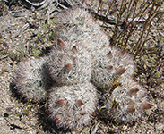 Cottontop Cactus