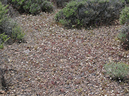 Field of Desert Pincushion