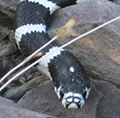 King Snake