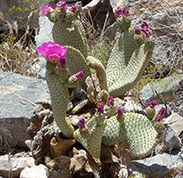 Beavertail Cactus