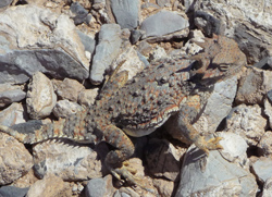 Horned Lizard